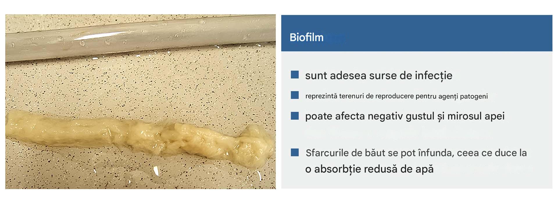 Biofilme
