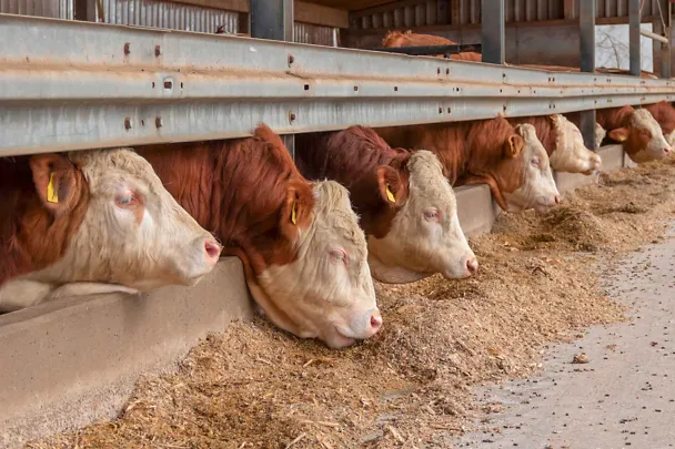 Taurii la îngrășat mănâncă la troacă