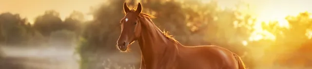 Pferd läuft auf der Weide