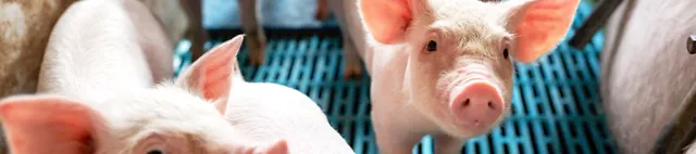 Schweine in Schweinebuchten mit Spaltenboden