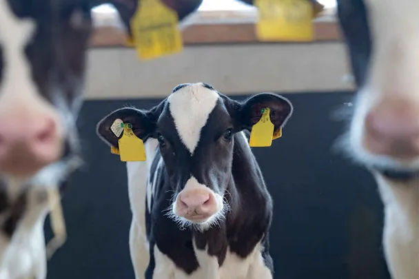 Kalb im Kälberstall zwischen zwei anderen Kälbern