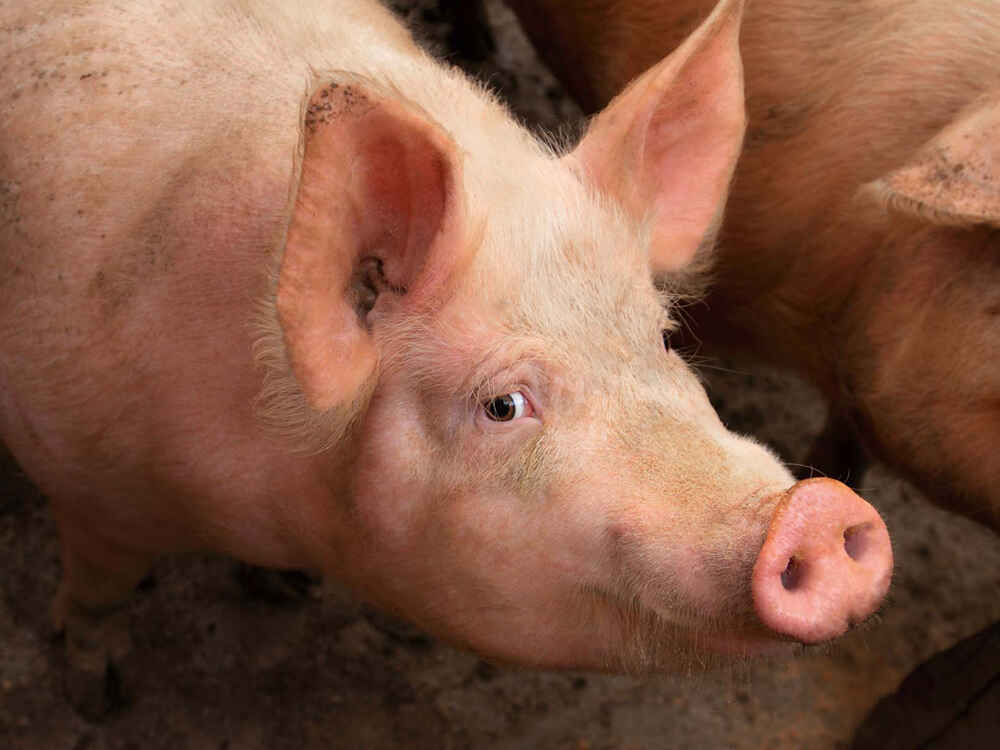 Porcine