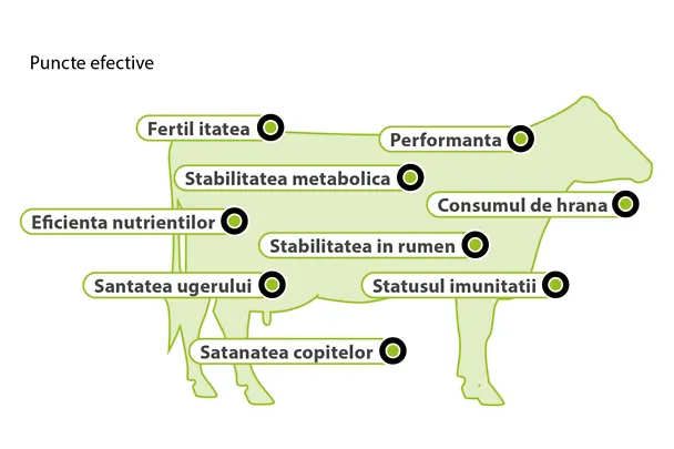 AMINOTRACE pentru bovine AMINOTRACE pentru bovine
