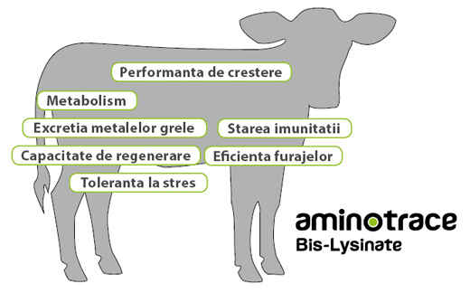 Focalizarea aminotrace-bis- lysinates
