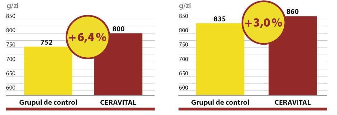 Ingrășarea porcilor cu CERAVITAL