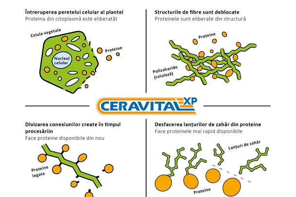 Efectul al CERAVITAL XP