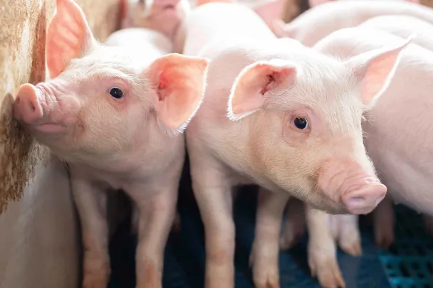 Absetzferkel Absetzferkel