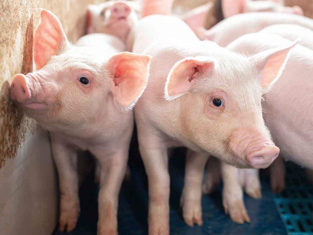 Absetzferkel Absetzferkel