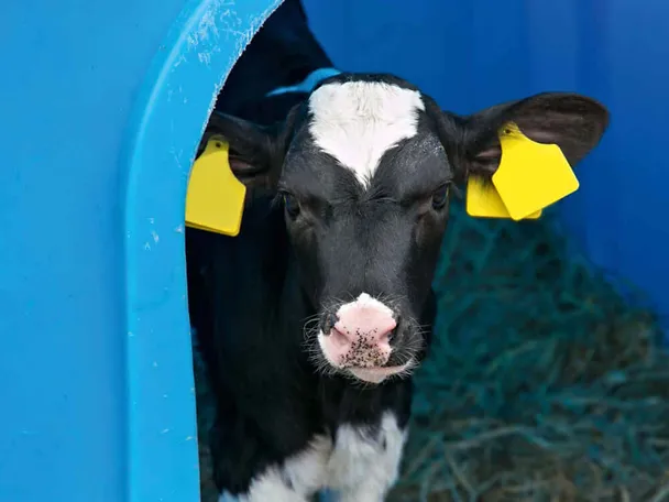 Kalb im Kälberiglu