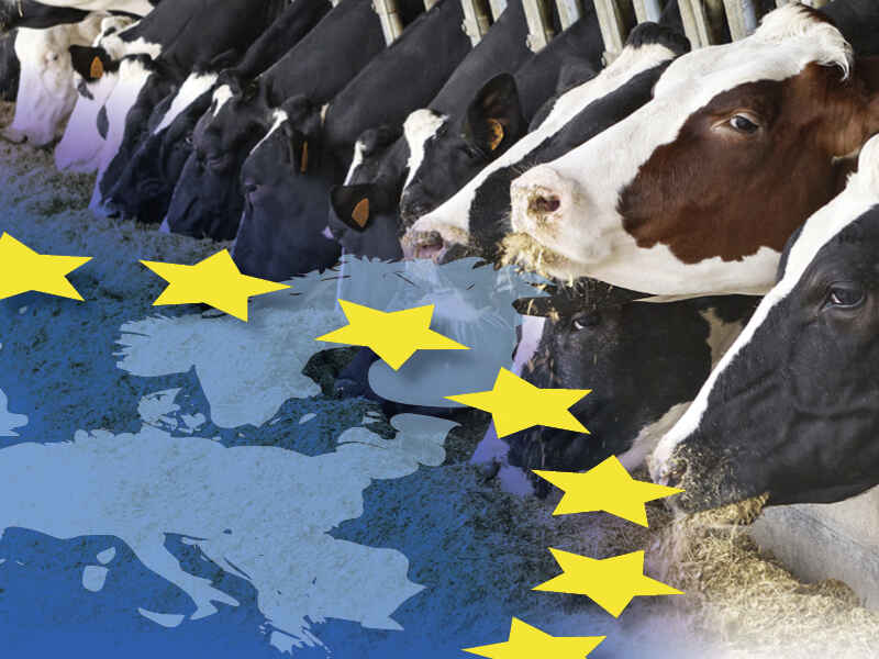 Produsele UE de la SCHAUMANN îndeplinesc specificațiile fermelor de vaci de lapte