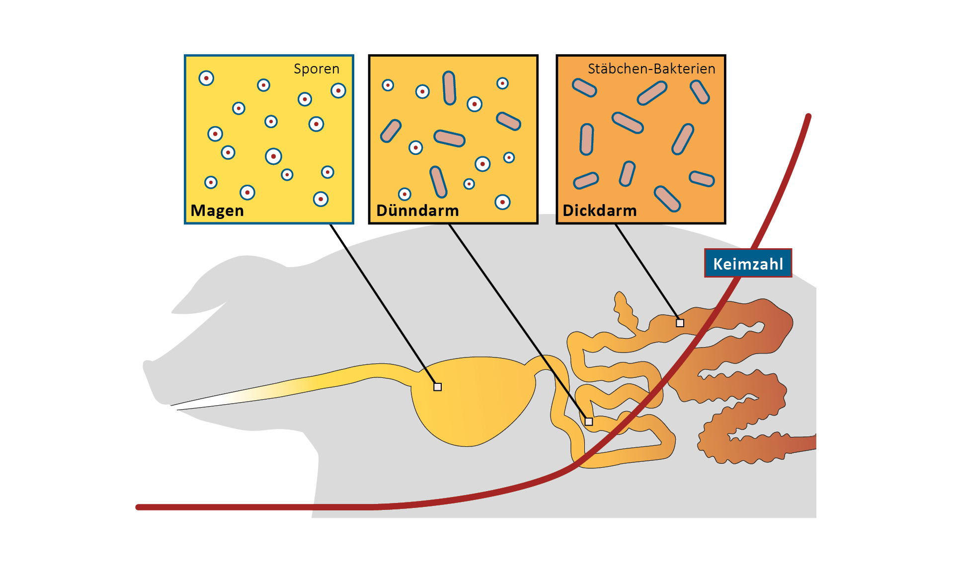 Germinarea și densitatea CERABAC în procesul digestiv