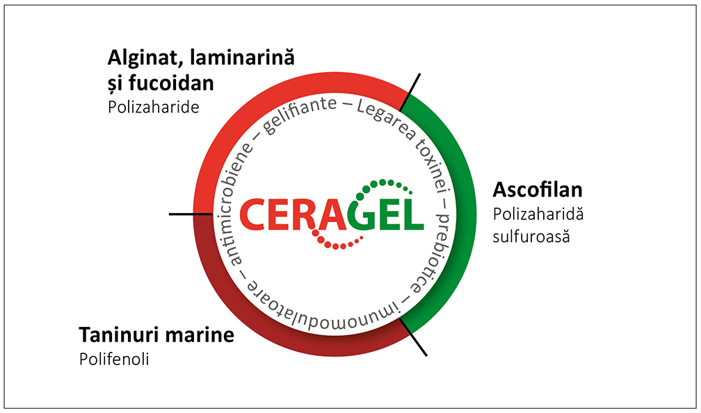 Ingrediente active și efecte ale CERAGEL