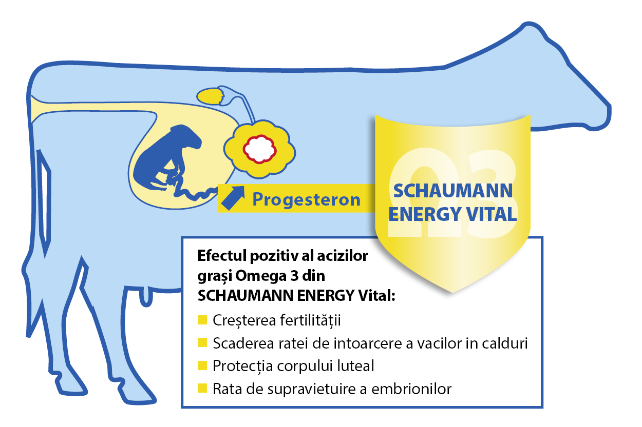 Modul de acțiune al acizilor grași omega-3 în SCHUAMMAN ENERGY VITAL în perioada de tranziție