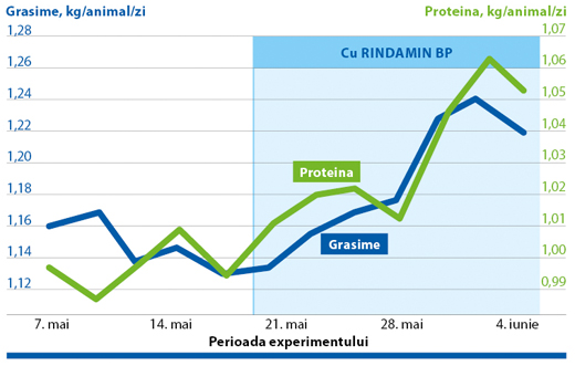 Utilizarea Rindamin BP crește cantitatea de grăsime din lapte și proteina din lapte